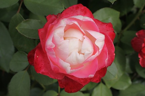 роза грандифлора