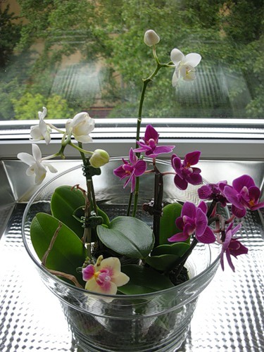 как пересадить орхидею фаленопсис