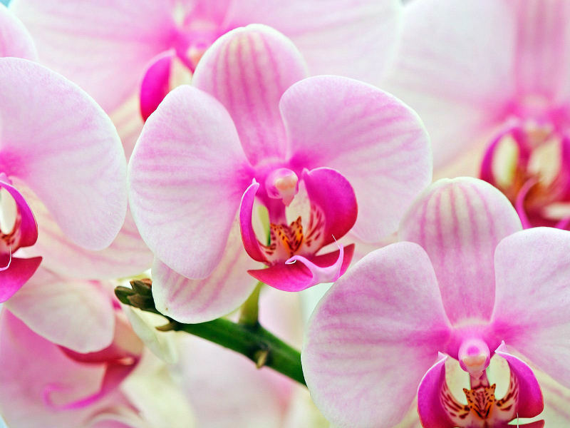 орхидея как ухаживать после цветения