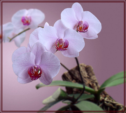 орхидеи фаленопсис