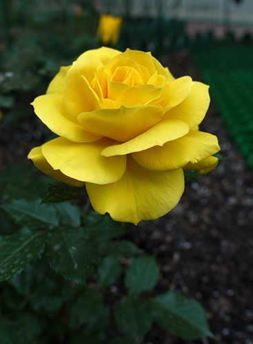 роза флорибунда фото