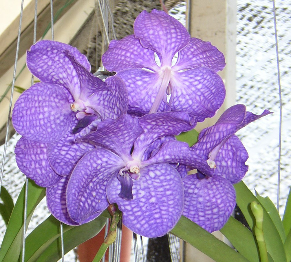 орхидеи Ванда