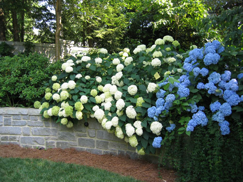 гортензия голубая садовая