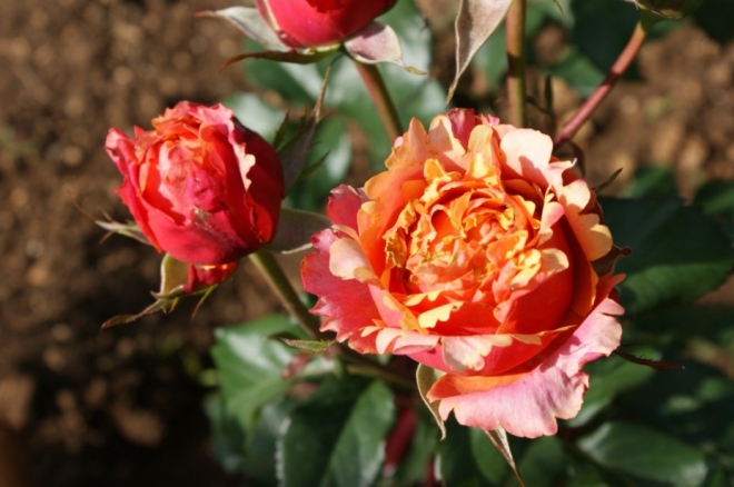 чайно гибридные розы фото