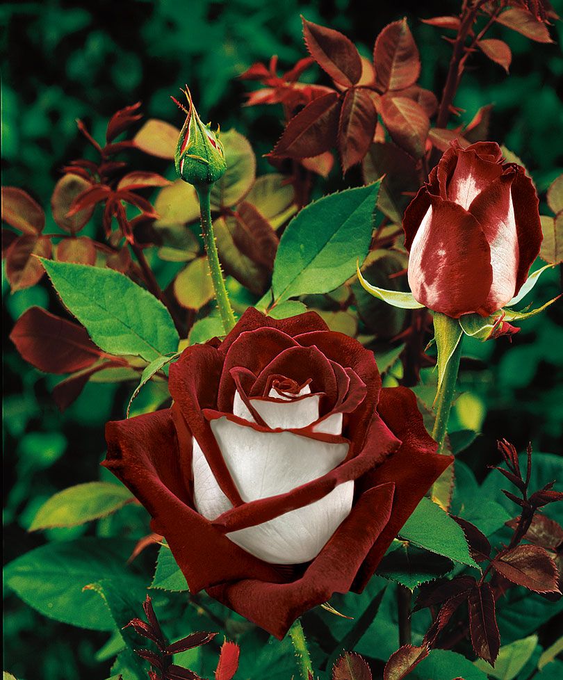 роза гибридная