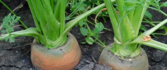 как посадить морковь