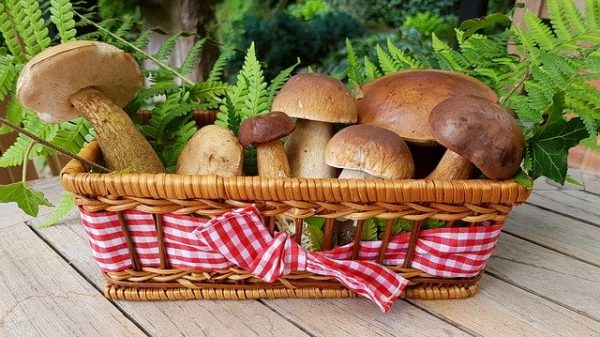 корзинка с грибами