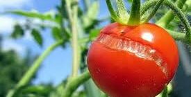 растрескивание томатов